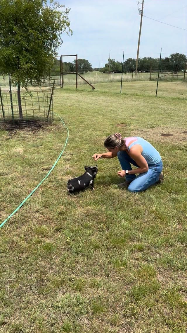 I figured when he’s 300 pounds, Chonky better at least have some manners 😂 🐷 #pigs #kunekune #funnyfarm #ranch #farm