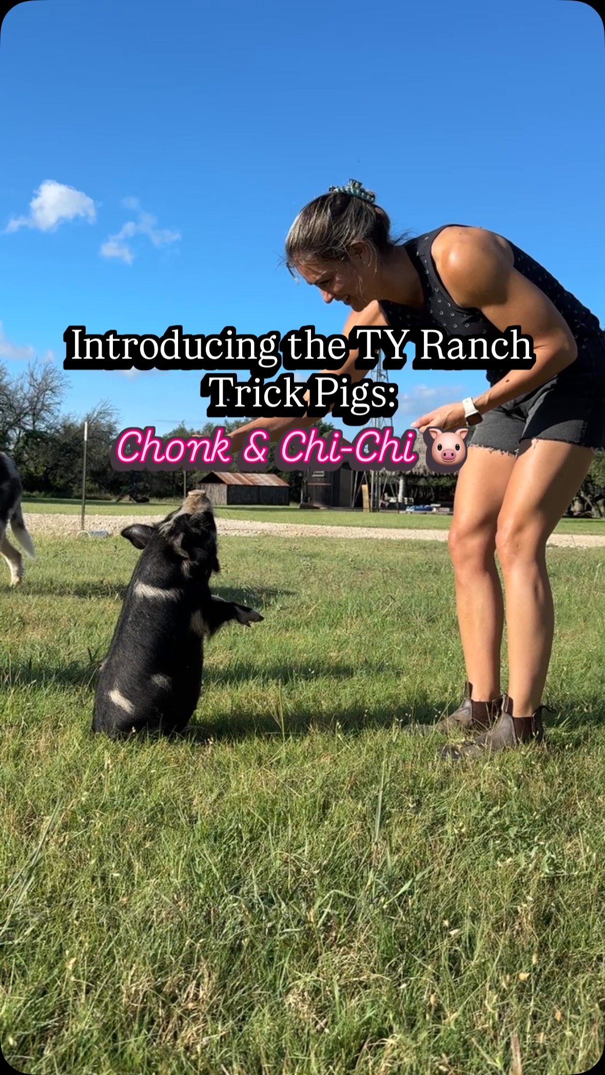 I have just reached another level with my @clemsoncafls animal science degree 🤣 🐽 #pig #kunekune #funnyfarm #animals