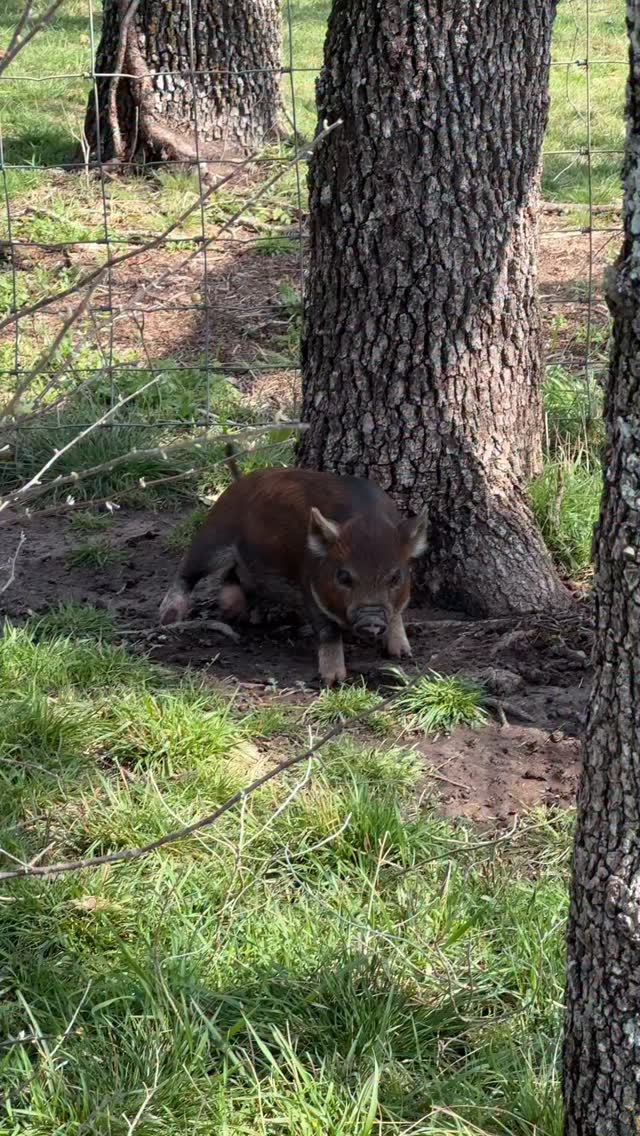 Get it Patsy. Go on with ya bad self 🐷😂 #pig #funnyfarm #piglet #kunekune