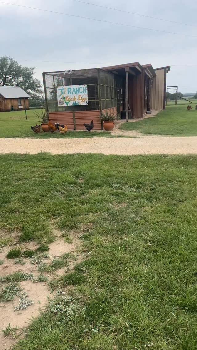 Blue is a Rough Collie (like Lassie) and doesn’t like any rough stuff. He is the sweetest dog in the world and wouldn’t hurt a fly. He just wants to love on all his kitties and wants all the animals to get along. #dog #roughcollie #ranchlife #chickens #farm