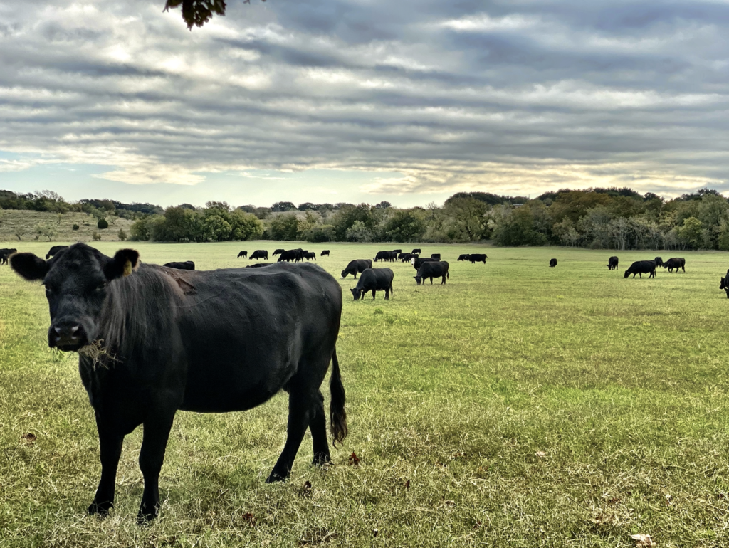 Feeding on Our Cow/Calf Operation - Boots & Biscuits