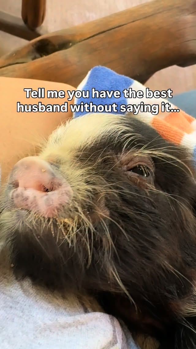 Welcome to the funny farm Chonk & Chippy (the most adorable runt ever)! What’s two more animals to love, right honey?! 🤠 #kunekune #pigs #funnyfarm #farm #ranchlife