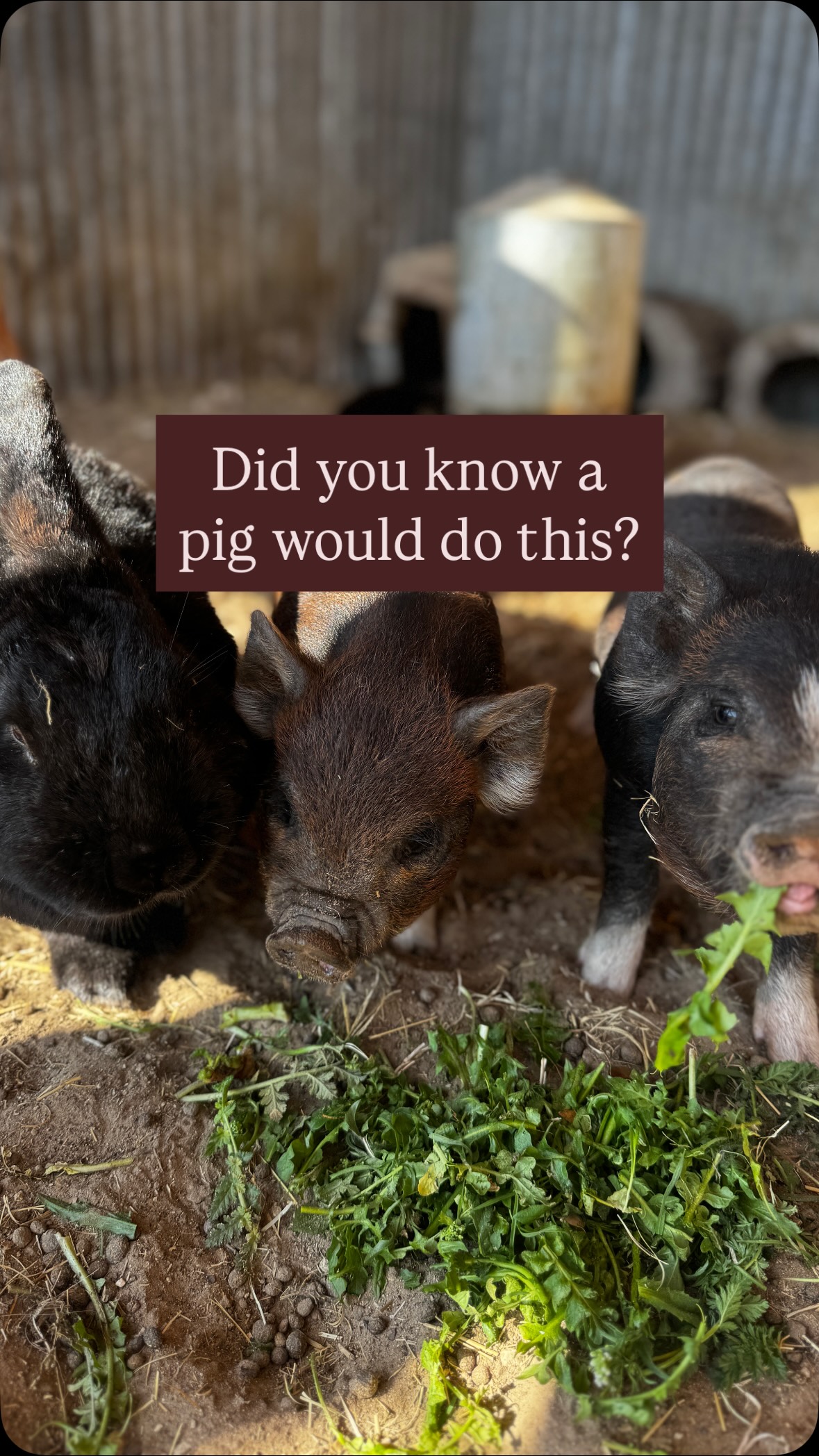 When Charlotte’s Web is one of your favorite books, you have to get pigs for the funny farm! 🐷 
Patsy & Petunia can’t resist a belly rub. #pigs #funnyfarm #ranchlife #farm