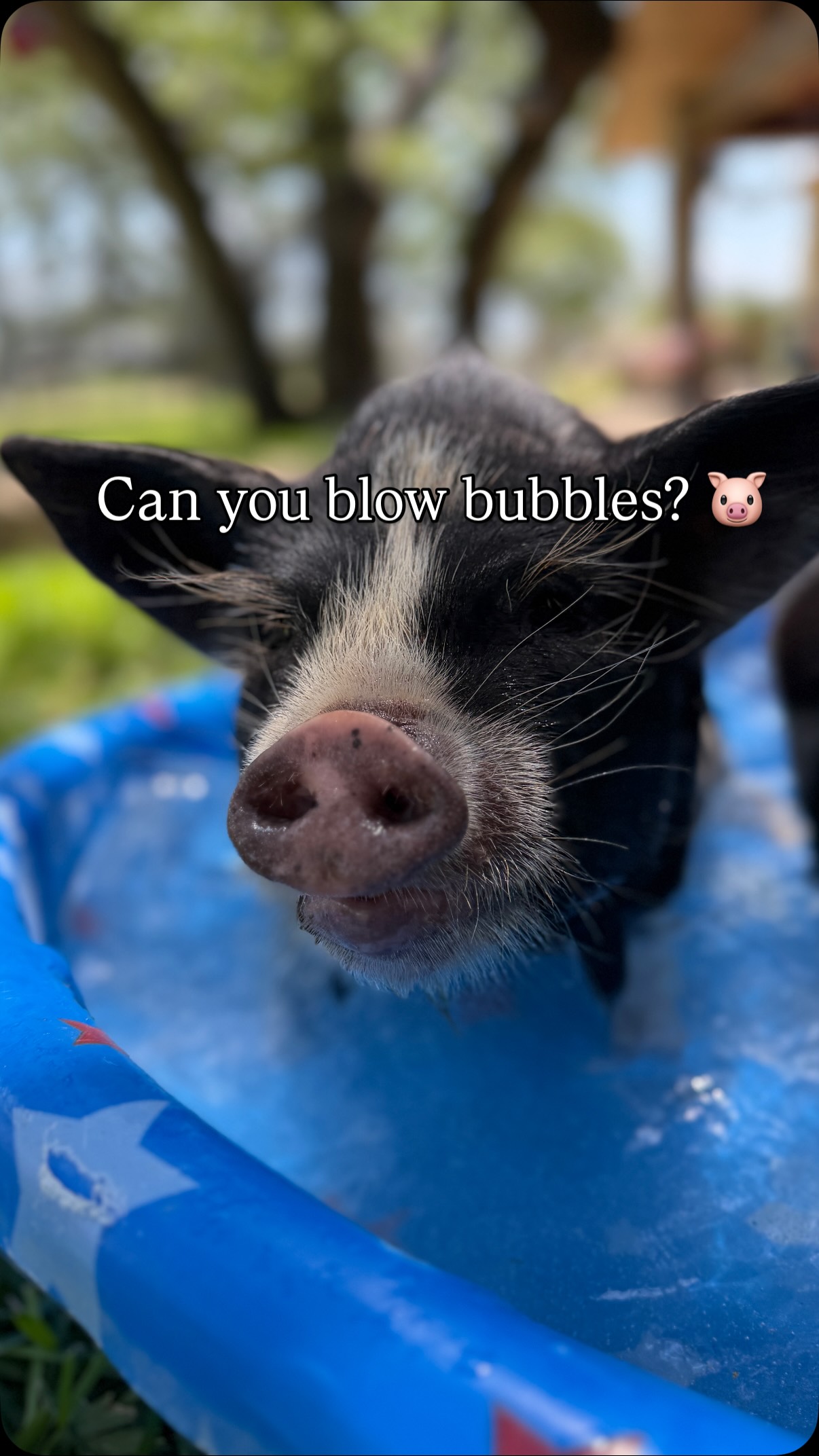 Chonk and ChiChi! Two hot Texas pigs! 🐷 #kunekune #funnyfarm #pigs #pets