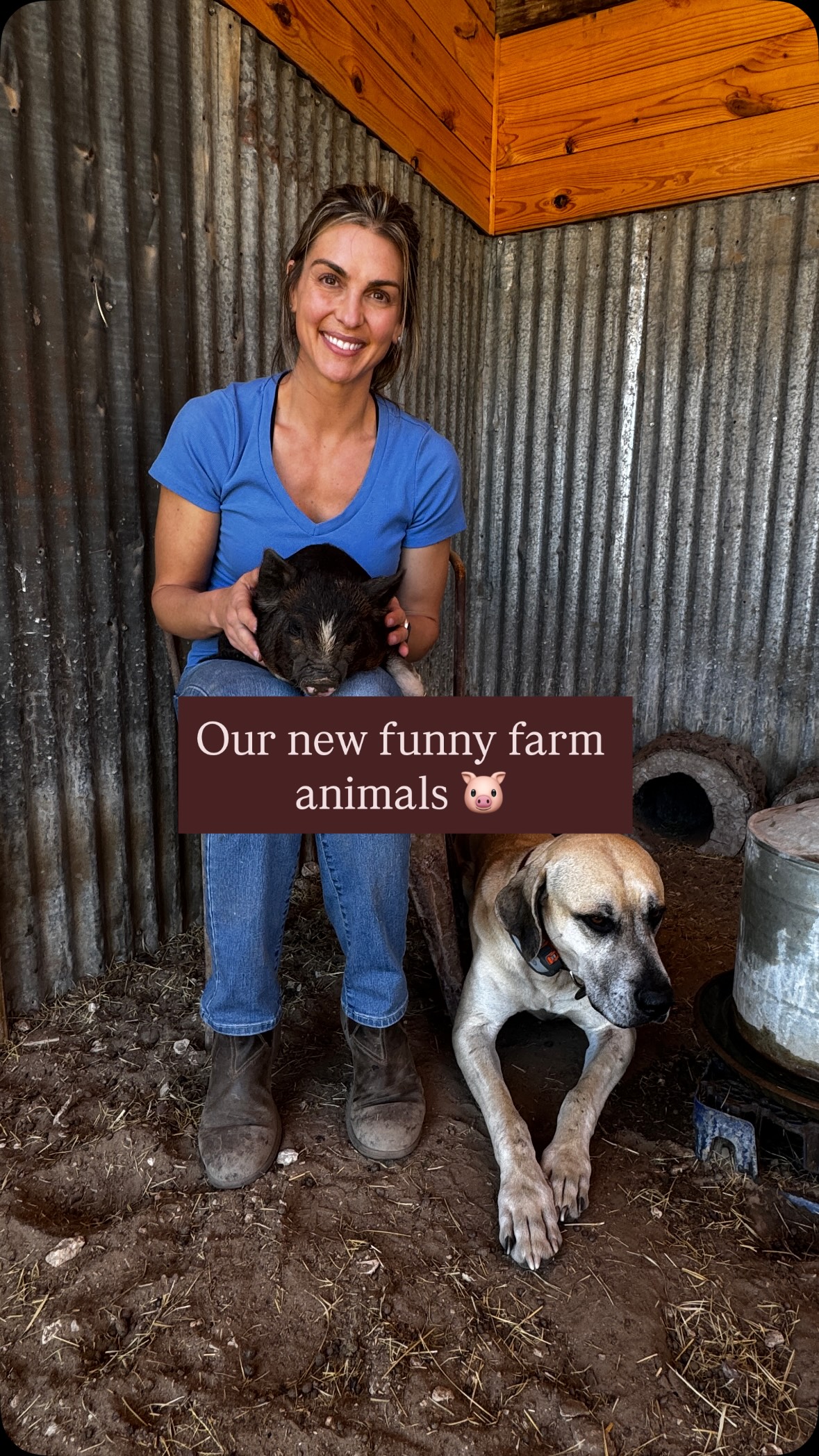 Patsy & Petunia 🐷 
Pete is the best dog in the world. Not many black mouth curs would tolerate little piglets. He accepts any animal that is part of the TY Ranch family. 
#pigs #kunekune #ranchlife #funnyfarm #farm