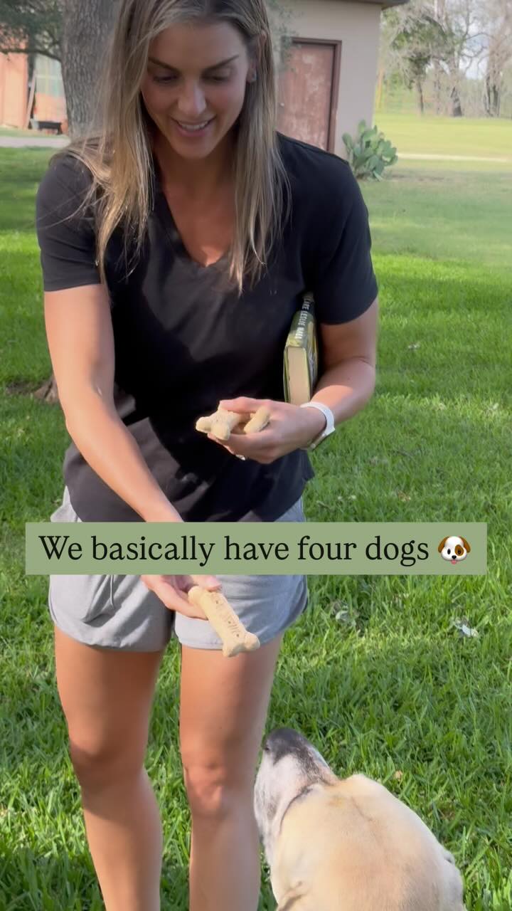 Dog treats all around 😂🐴 #funnyfarm #animals #dogs #pony