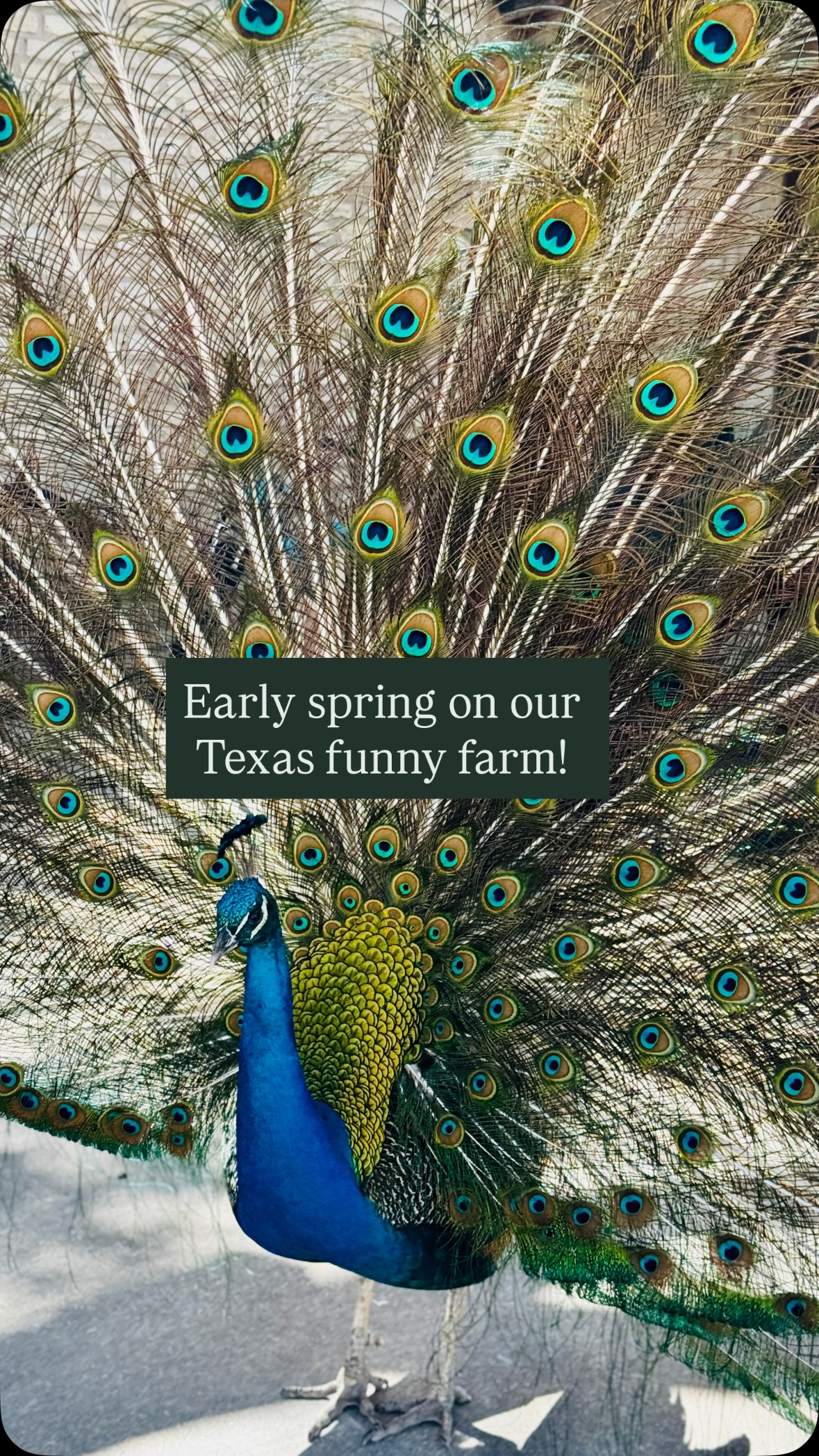 My favorite season of Texas! 
How sweet are all these animals! 
I’ve spent all morning cleaning out pens and leaf blowing the goat & bird poop off all the concrete (what is it about the concrete?) - but it’s worth all the enjoyment of our animals just hanging out in the yard 😂 #texas #funnyfarm #texas #ranchlife #animals farm