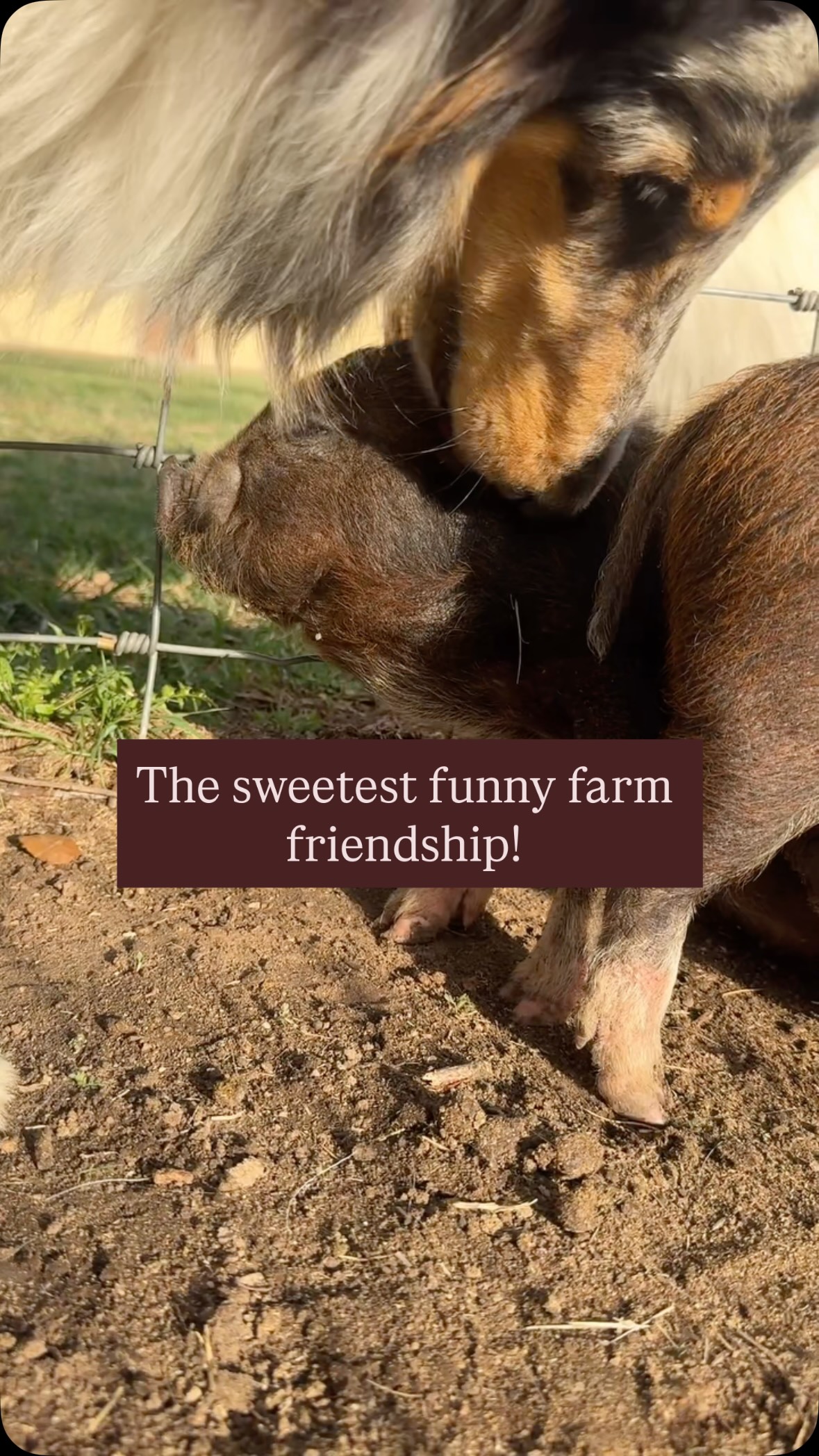 Our black mouth cur, Pete, tolerates these piglets because he knows they are part of the family 😂. Our rough collies- Blue Dog and Sister - seem to love these little girls already! So sweet! #pigs #funnyfarm #dogs #animalfriends