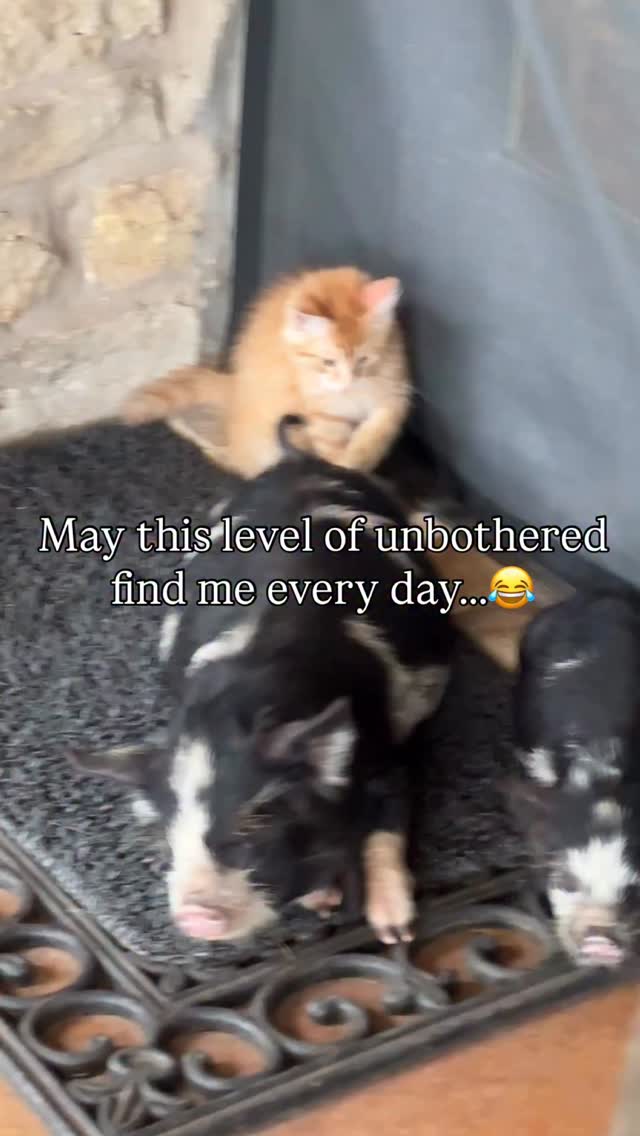 These kunekune pigs have been such a fun addition to the funny farm! 🐷 #pig #funnyfarm #farm #unbothered